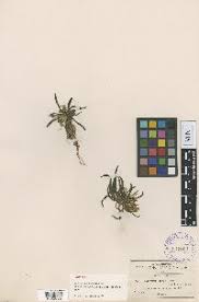 Image result for Talinum crispatulum