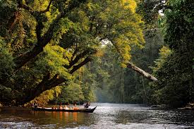 Antara hutan tertua didunia dan berusia. Nationaal Park Taman Negara Cute766