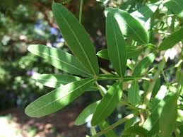 Image result for Loxostylis