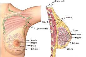 Image result for Mastalgia