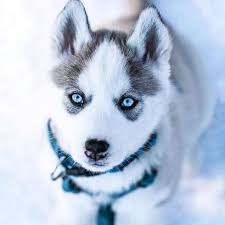 Crystal Clear Blue Eyes Regram Via Www Instagram Com P Buz1dmsaszj Sevimli Kopekler Sibirya Kurdu Yavrusu Sevimli Kopek Yavrulari