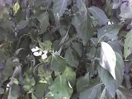 Image result for Isoglossa