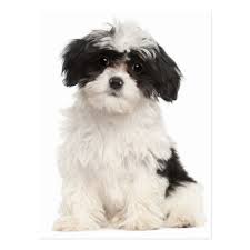 Black And White Havanese Puppy Names Black And White Havanese Puppy Dog Postcard Zazzle Com Havanese Puppies Havanese Dogs And Puppies