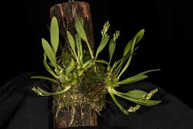 Image result for Liparis tridens