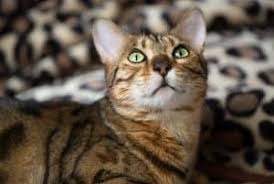 Can Bengal Cats Retract Their Claws The Interesting Answer Faqcats Com
