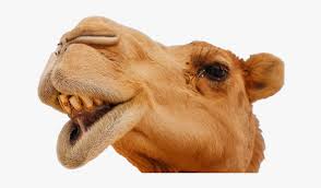 Playing dressup on a budget. Camel Face Png Free Camel Face Png Transparent Images 159161 Pngio