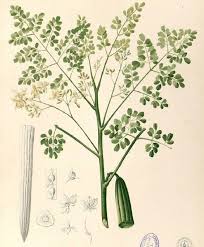 Image result for Moringaceae