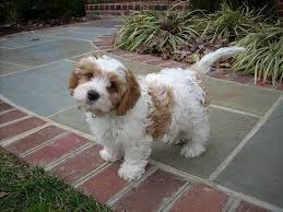 Posted on december 2, 2020 by. Charlie Pierce Cavachon Puppies Cavachon Puppies