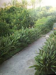 Bird Of Paradise Palm Tree Bird Of Paradise As Hedge Hedges Landscaping Landscaping Images Landscape Design