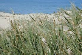 Image result for Sporobolus spicatus