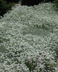 Image result for Cerastium indicum