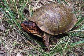 3 Toe Box Turtles For Sale Online Baby 3 Toed Box Turtle For Sale Near Me