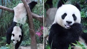 Check spelling or type a new query. Cna On Twitter No Baby Panda For Kai Kai And Jia Jia For Now Wildlife Reserves S Pore Http T Co Ele4ap1xt2 Http T Co Km2snriria