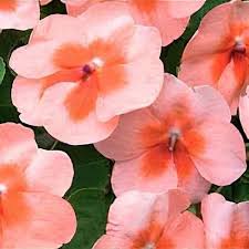 Image result for Impatiens runssorensis