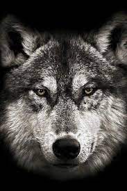 Art And Photography Wolf Tattoos Wolf Pictures Wolf Face
