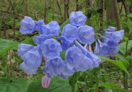 Lancaster is home to a number of outdoor places filled with wildflowers, inspiring local gardeners to utilize such native check out these spring plants that flourish in lancaster to add natural charm to your home. Spring Plants That Flourish In Lancaster Pa Frugal Lancaster