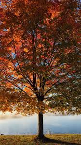 14 Iphone Wallpapers To Fall In Love With Autumn Preppy Wallpapers Fall Wallpaper Iphone Wallpaper Fall Preppy Wallpaper