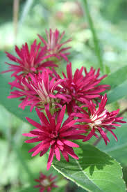 Image result for Vernonia gerberiformis