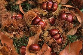 伯明翰華人社區中心- SUTTON PARK 薩頓公園 栗子採擷