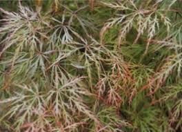 Maybe you would like to learn more about one of these? Baldsmith Pink Green Japanese Maple Herter Nursery