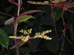 Image result for Cyphostemma adenocaule