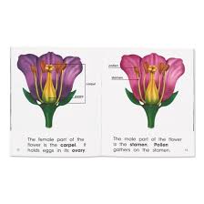 Flowers come in many different shapes, sizes, and colors. Parts Of A Flower For Small Hands