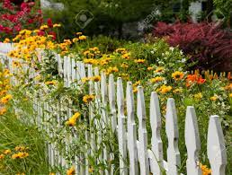 White picket fence flower garden. Yellow And Red Flowers Growing Along A White Picket Fence In Traditional Garden Stock Photo Picture And Royalty Free Image Image 13865383