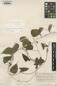 Image result for Dioscorea schimperiana