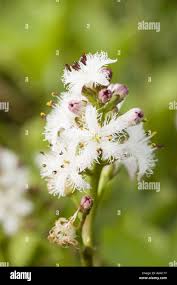 Image result for Menyanthaceae