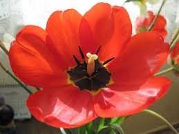 Resultado De Imagen Para Flor Tulipan Tulipanes Flores Imagenes De Dibujos