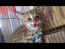 Kucing hutan galak (felis bengalensis, macan akar, blacan). Cara Menjinakan Kucing Hutan Blacan Youtube