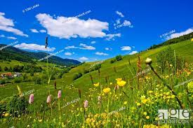 Field of flowers in spring, Krakautal, Styria, Austria, Stock Photo,  Picture And Rights Managed Image. Pic. LKF-432267 | agefotostock