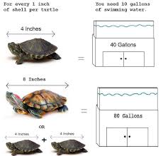 Tank Size For Your Res Pet Turtle Care Turtle Care Pet
