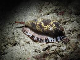 Похожие запросы для cone shell poison. Why You Really Shouldn T Pick Up Sea Shells In Phuket Local Dive Thailand