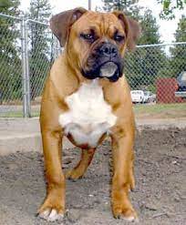 They are very intelligent and make excellent watch dogs. Pin On Valley Bulldog