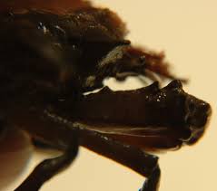 Image result for Dignathia gracilis