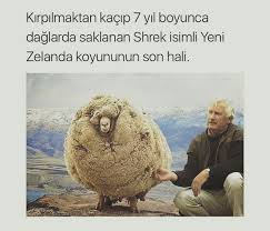 Irem Yagmur Adli Kullanicinin Ilginc Bilgiler Panosundaki Pin Komik Hayvanlar Komik Komik Seyler