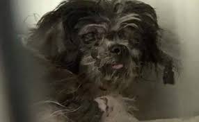 1,361 likes · 1 talking about this. Is Your Heart Breaking 14 Year Old Shih Tzu Tansy Needs Us Pet Rescue Report