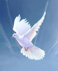 Check spelling or type a new query. Gloria Wood Obituary At Melancon Funeral Home Dove Pictures Dove Images Dove Flying