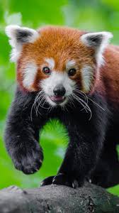 Download cool red panda wallpapers desktop wallpaper and 3d desktop backgrounds, screensavers, live background wallpapers for free listed above from the directory animals. Wallpaper Red Panda Background