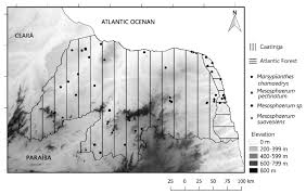 Image result for Mesosphaerum pectinatum