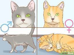 كيفية تحديد جنس القطط 7 خطوات صور توضيحية wikihow