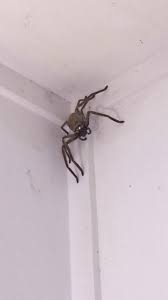 Mar 15, 2021 · the city of minneapolis will pay $27 million to settle the federal lawsuit that george floyd's family filed last july, two months after he died during an arrest for using a counterfeit $20 bill to. Woman Finds Giant Spider In Her Home And Asks Facebook For Help Removing It