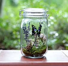 Gift For Her Eco Friendly Decor Butterfly Terrarium Kit In Etsy Eco Friendly Decor Decorative Glass Jars Terrariums Kits