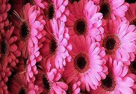 Available at certain times of the year, bulbs from this warehouse retailer are reliable bloomers and come in bulk packages. Budget Friendly Wholesale Flowers In Shrewsbury
