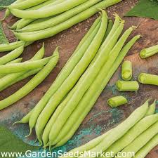The beans are boiled till soft, and sugar and coconut milk are added. Kerdil Kacang Hijau Hijau Oxinel Phaseolus Vulgaris L Benih Garden Seeds Market Penghantaran Percuma