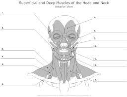 This page in your book. Pin On Body Muscles