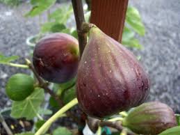 Hardy Fig Trees Choosing Fig Trees For Zone 5 Gardens