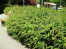 Image result for Berberis verruculosa