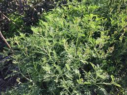 Image result for Carrichtera annua